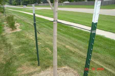 A customer site which demostrates our tree planting techniques to maintain a perfectly upright tree until the tree has had time to firmly root. We also mulch around the trunk to eliminate weeds and retain moisture - click to enlarge