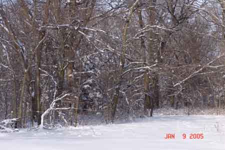 Forest showing various hardwood trees - click to enlarge