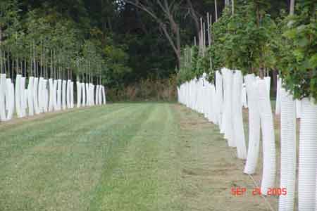 Rows of young maples in early fall after we placed protective tubes around their trunk - click to enlarge