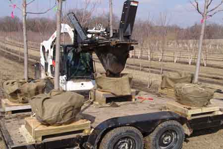 A tree spade is used to dig trees during dormancy - click to enlarge