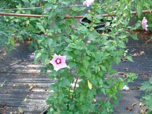 Minerva Hibiscus - 7 gallon container - Click to enlarge, Click Customer button to return