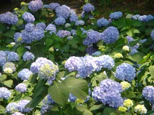 Endless Summer Hydrangea - cluster of 5 gallon containers - Click to enlarge, Click Customer button to return