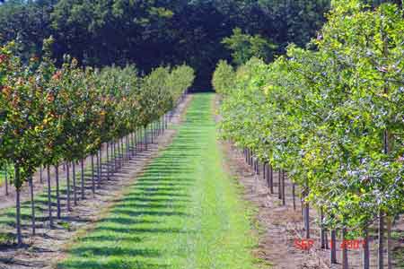 Row of maples left, oaks right - click to enlarge