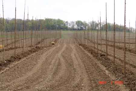 Typical rows of planted trees showing the ground between rows graded, tilled and seeded to provide a cover crop and reduce erosion - click to enlarge