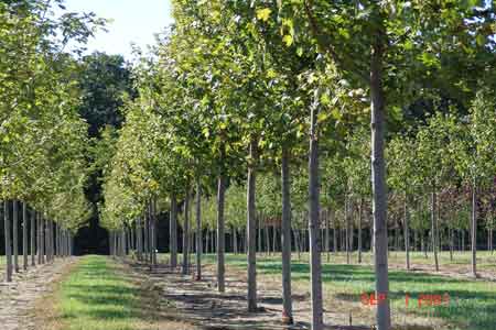 Autumn Blaze maples that reflect our tedious pruning and training techniques - click to enlarge