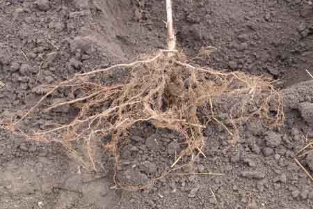 Typical bareroot tree we use showing a fiberous root system - click to enlarge