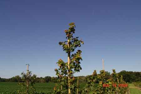 The cane and tree are attached to ensure a strong, straight trunk - click to enlarge